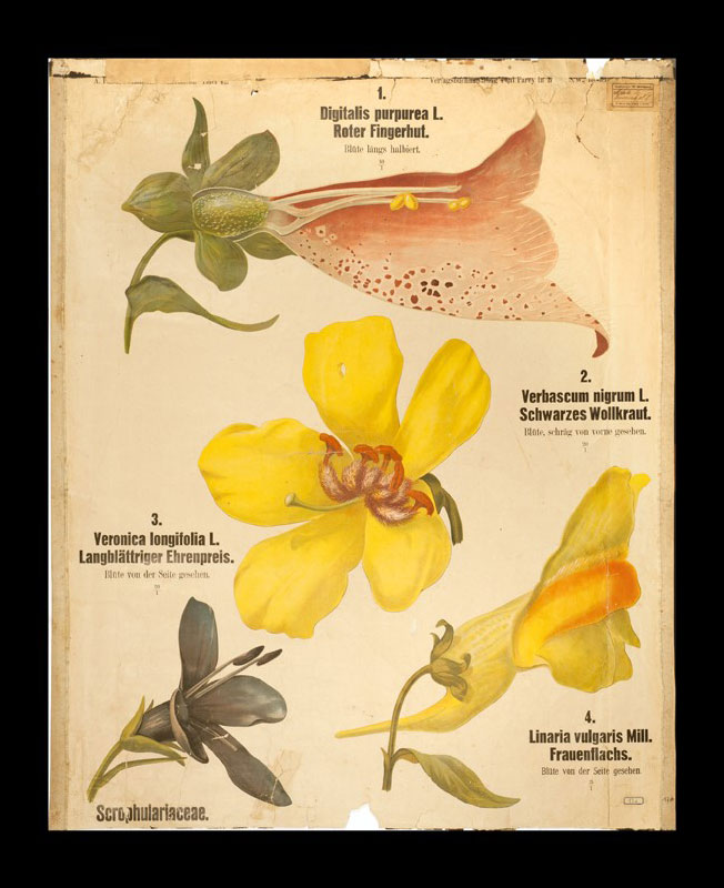 Tafel 42 Scrophulariaceae
